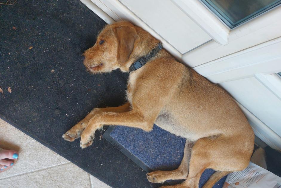 Alerta descoberta Cão cruzamento Macho , 2 anos Porto-Vecchio France